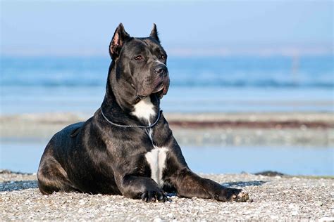 Best Dog Food For An Cane Corso With A Sensitive Stomach Spot And Tango
