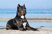 Best Cane Corso Dog Food - Spot and Tango