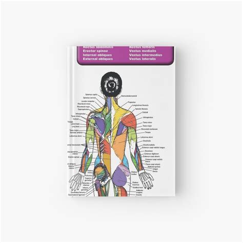 Female Muscle Diagram Anatomy Chart Hardcover Journal For Sale By