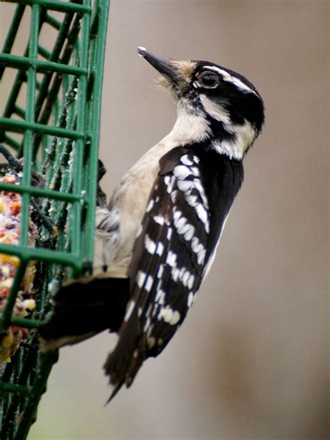 Se Texas Birding And Wildlife Watching Houston Area Woodpeckers
