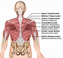 Die Muskeln - Aufbau, Funktionen, Erkrankungen | Leading Medicine Guide