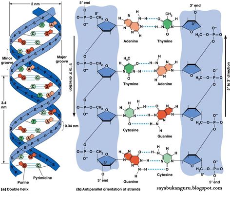 DNA Pengertian Struktur Fungsi Sifat Replikasi