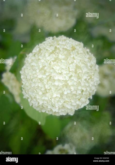 White Hydrangea Bloom Stock Photo Alamy