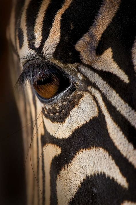 Eye Of The Zebra An Amazing Close Up Photograph
