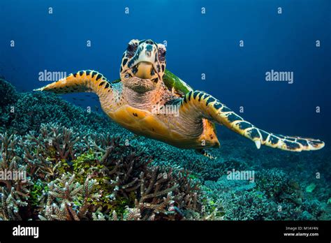 A Hawksbill Sea Turtle Swimming Towards The Camera Over A Stunning