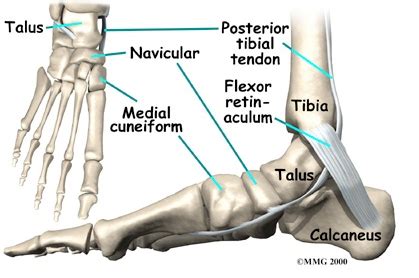 Navicular Stress Fractures The Phases Of Bone Remodelling Rayner