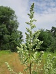 Artemisia Vulgaris Mugwort Common - Free photo on Pixabay