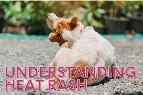 Understanding Heat Rash In Dogs Causes Symptoms And Treatments
