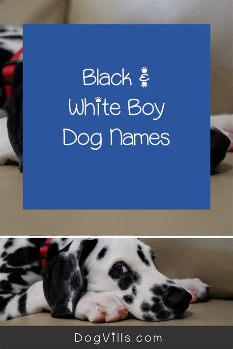98 Amazing Black And White Dog Names Dogvills Dog Names Black And