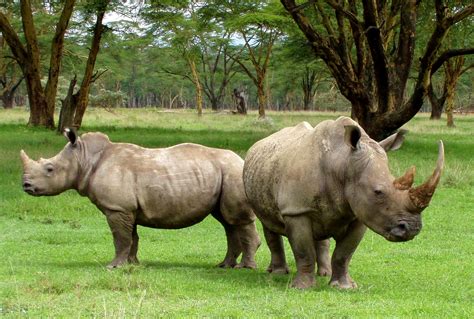 Filetwo White Rhinos Wikimedia Commons