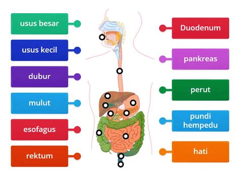 Struktur Sistem Pencernaan Manusia Labelled Diagram