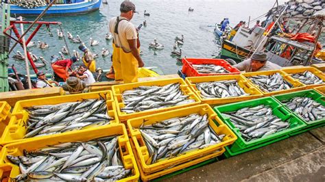 El Sector De La Pesca Se Impulsará Por La Recuperación Del Turismo Y La