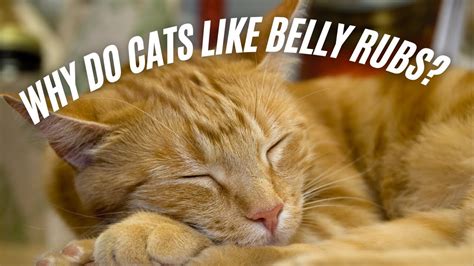 Why Do Cats Like Belly Rubs Cinnamon Loves Tummy Rubs Youtube
