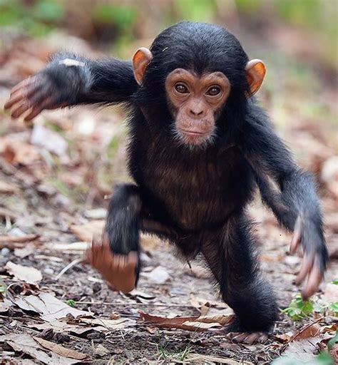 Adorable Animals Baby Chimpanzee Animals Funny Animals