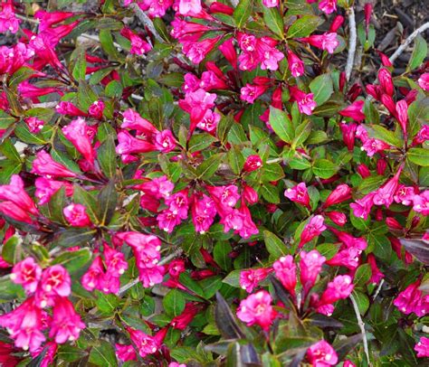 Corki Ultimate Low Flowering Shrubs Australia What Are The Best