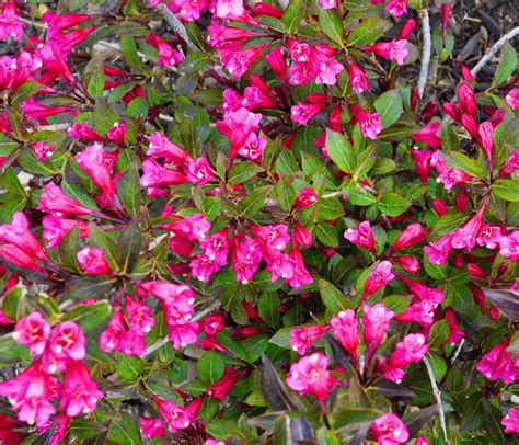 Top Flowering Shrubs Weigela Wine And Roses Flowering Bushes