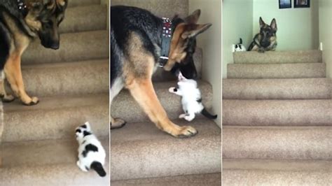 German Shepherd Dog Helps Kitten Get Up The Stairs