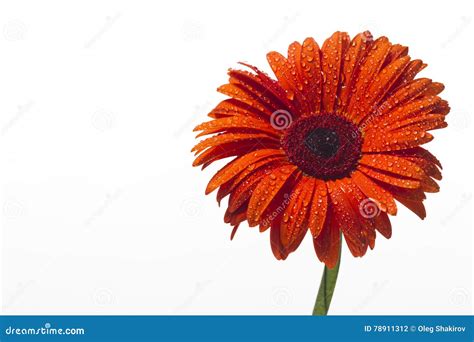 Orange Gerbera With Water Drops On A White Background Stock Photo