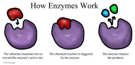 Without the instruments to make them visible, cells remained out of sight and, therefore, out of mind for most of human history. Enzymes - Cellular Life Processes