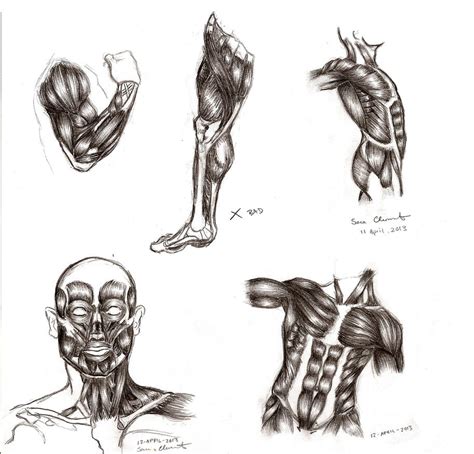 Male Anatomy Muscles By Tabathazee On Deviantart