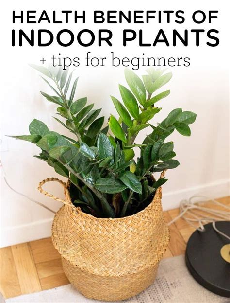 Health Benefits Of Indoor Plants Tips For Beginners Benefits Of