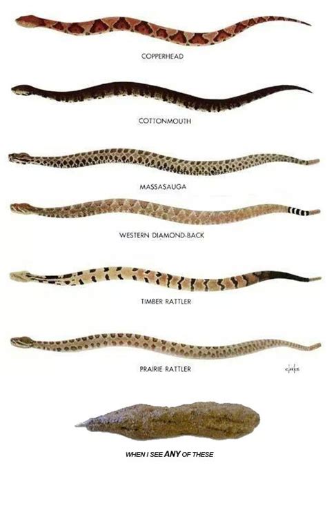 North Texas Snakes Identification Chart