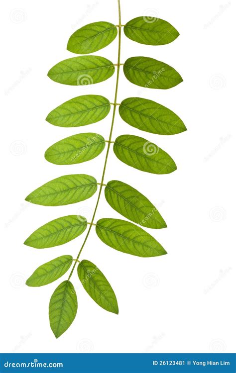 Stem With Green Leaves Stock Image Image Of Stalk Foliage 26123481