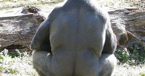 Gorilla Booty Is The Thiccest Album On Imgur