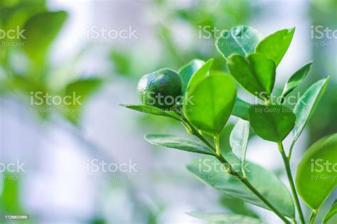 Green Organic Calamansi Lemon In Philippines Stock Photo Download