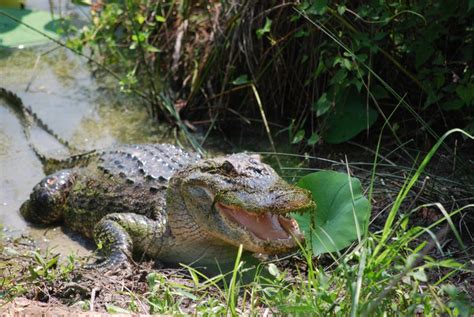 Its Prime Season For Alligators In Red Slough Wildlife Management Area
