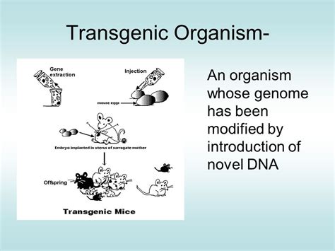 The transgene may either be a different version of one of the organism's genes or a gene that does not exist in their genome. Biotechnology and Genetics - Recombinant DNA