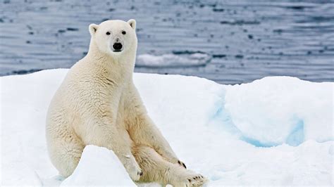 Heartbreaking Photos Show Stranded Polar Bears Floating On Ice The