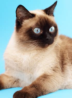 The traditional style of the classic siamese is a bit lighter with longer bodies and tails. The Traditional Siamese Cat - Cat Breeds Encyclopedia