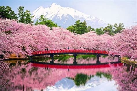 Hana Zakari Full Cherry Blossom In Japan Sakura Japonya Çiçek