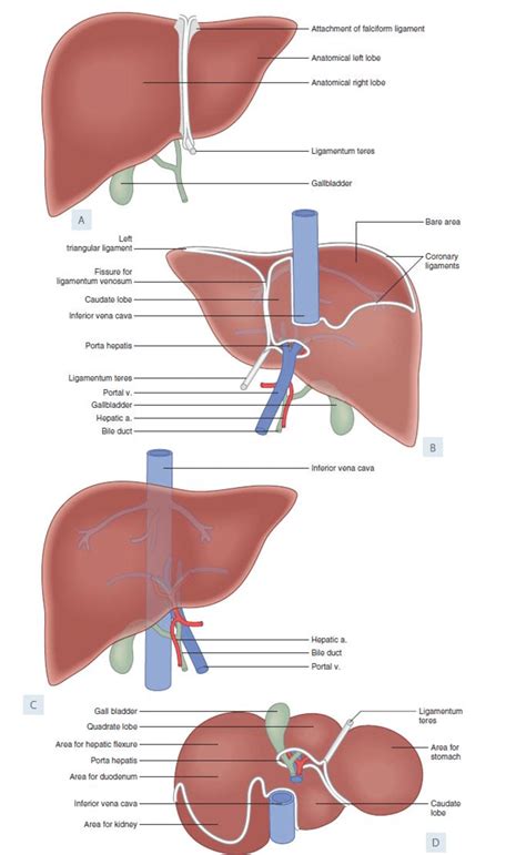 Liver A Anterior View B Posterior View C Semi Oblique