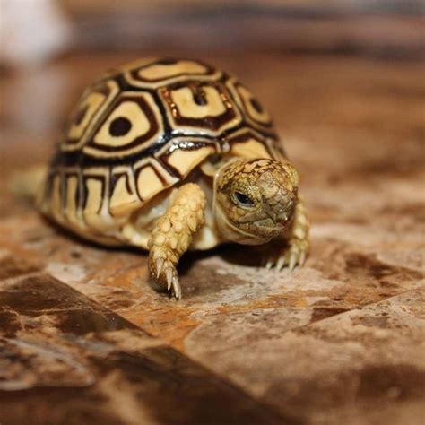 The Leopard Tortoise Gets Its Name From The Markings On Its Shell That Resemble The Large Cat