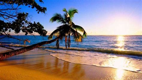 Nature Sunset Water Palm Trees Beach Wallpapers Hd