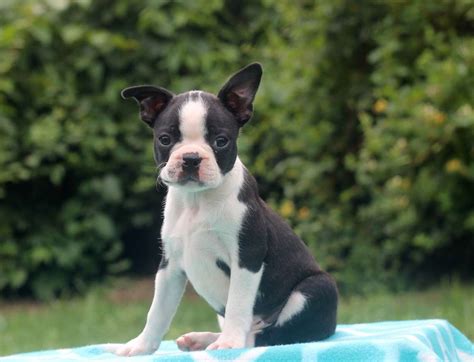 We do offer full akc registration for people who wish to show or breed their puppy in the future. Boston Terrier Puppies For Sale | Petersburg, KY #245111