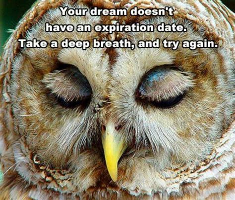 Pin By Rosita Aziz On Quotes N Inspiration Funny Owls Owl Owl Quotes