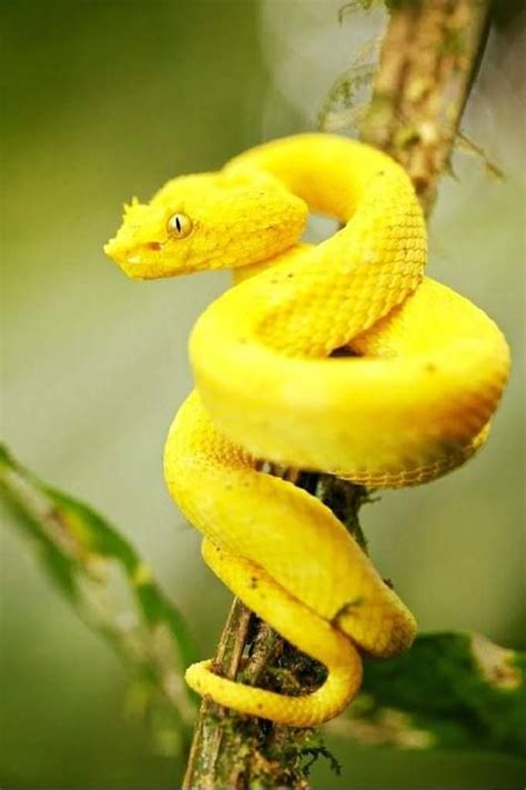 Beautiful I Have Never Seen This Type Of Snake Types Of Snake