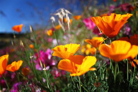 The spiders on this page are a few of the spiders that are commonly found in gardens and yards around portland, oregon. The Northwest's 8 Best Wildflower Hikes | Portland Monthly
