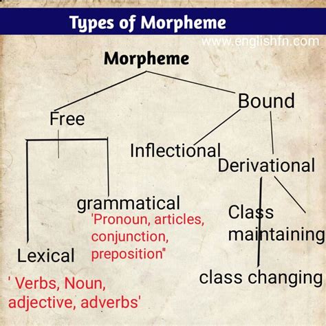 Morphology Definition Types Function Of Morpheme Englishfn