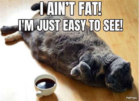 Top 10 Funniest Fat Cat Memes On The Internet Petpres