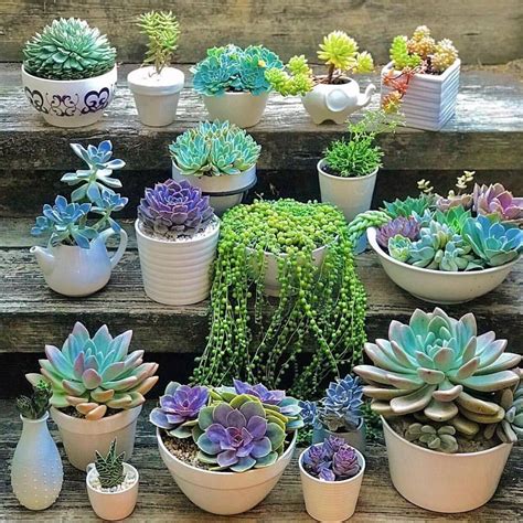 Types Of Succulents Houseplants How To Decorate With Houseplants