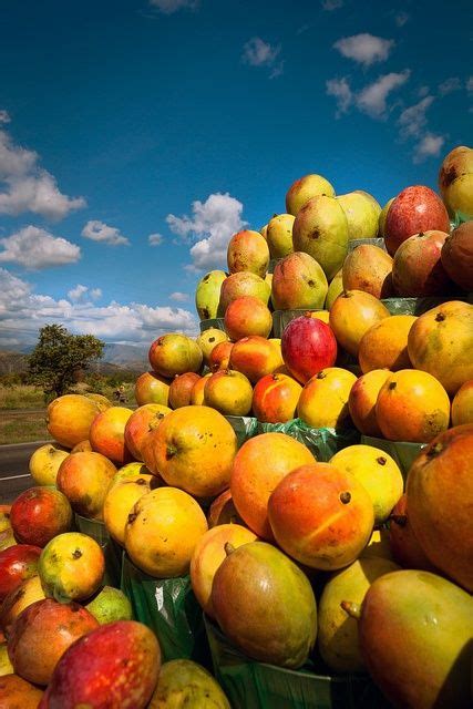 Mangos De Venezuela Exotic Fruit Tropical Fruits Mango Fruta