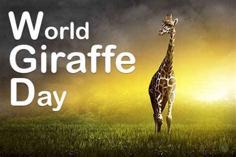 World Giraffe Day History And Celebrations Earth Reminder
