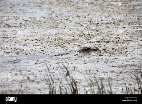 Alligator Swimming Lake Tohopekaliga Florida Usa Stock Photo Alamy