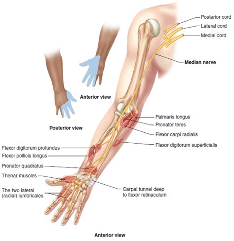 Elbow Anatomy MKS