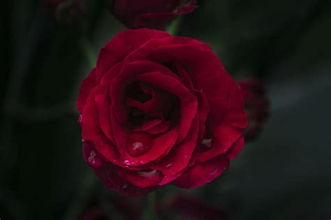Shallow Focus Graphy Of Red Rose Hd Wallpaper Peakpx
