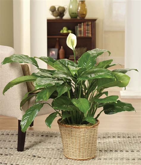 Peace Lily Plant At From You Flowers